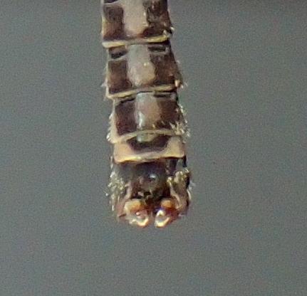 Réf. 221 599 : Tipula lateralis